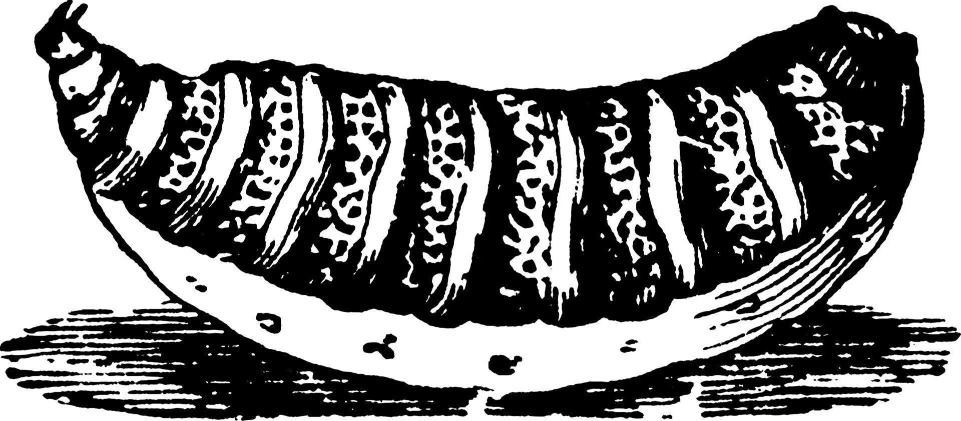 Sheep Botfly or Estrus ovis, vintage illustration. vector