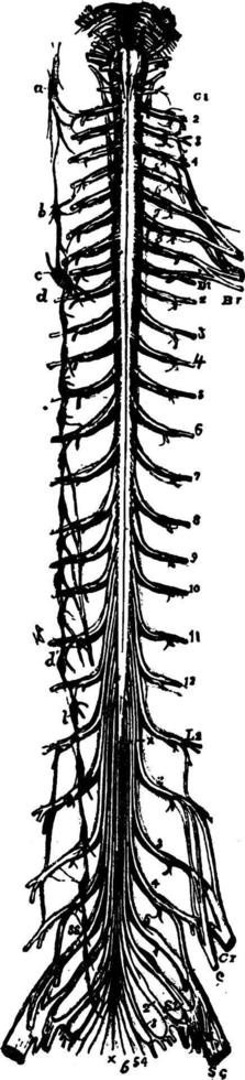 The Spinal Cord, vintage illustration. vector