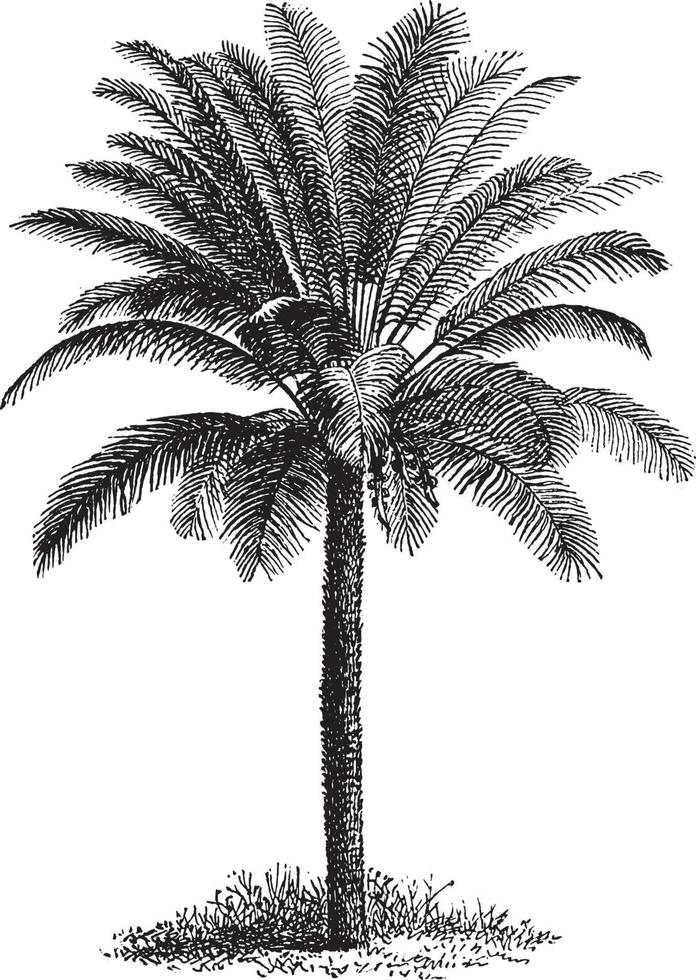 ilustración vintage de palmera. vector