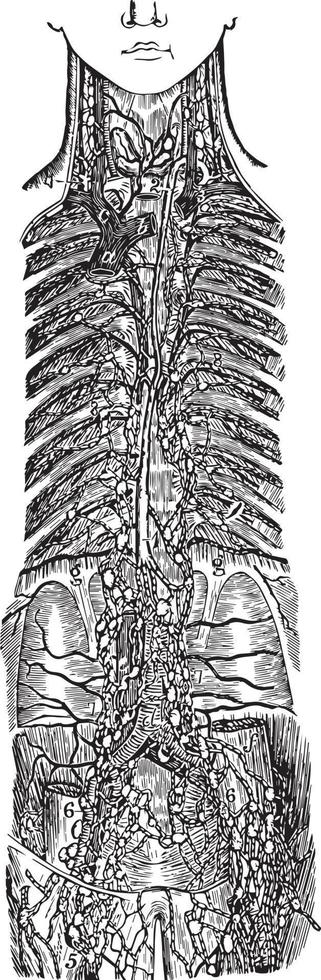 vista de los grandes troncos linfáticos, ilustración vintage. vector