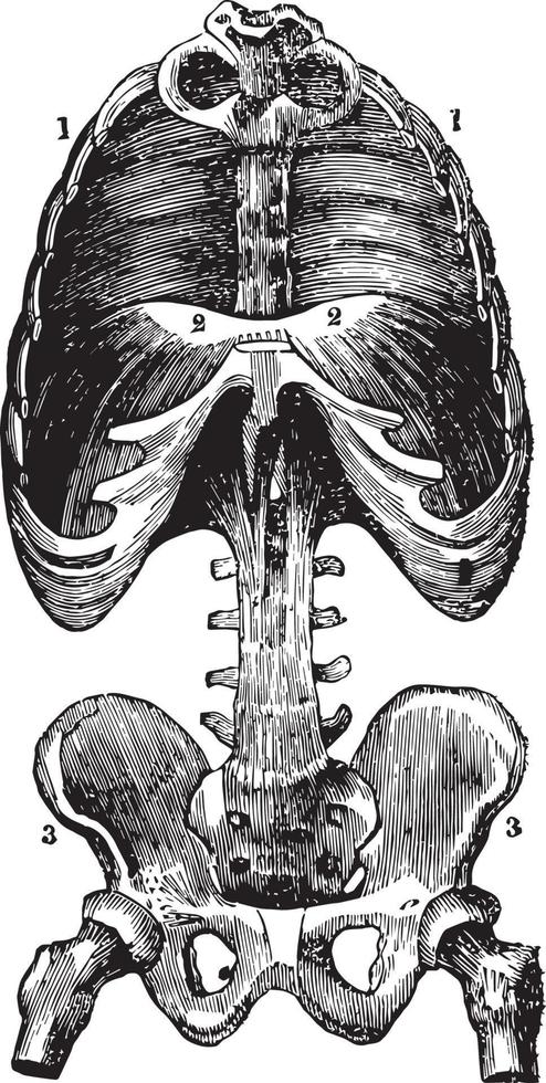 Diaphragm, vintage illustration. vector