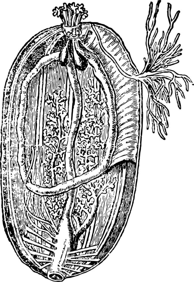 Sea cucumber Interior View, vintage illustration vector