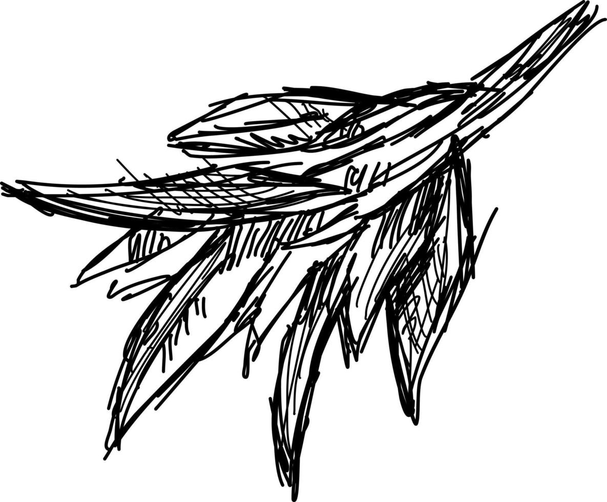 Sage drawing, illustration, vector on white background.