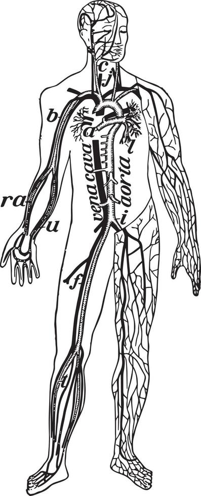 Veins and Arteries of the Body vintage illustration vector