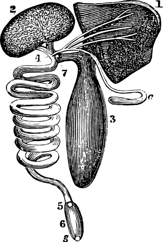 The Alimentary Canal of the Swordfish vintage illustration. vector