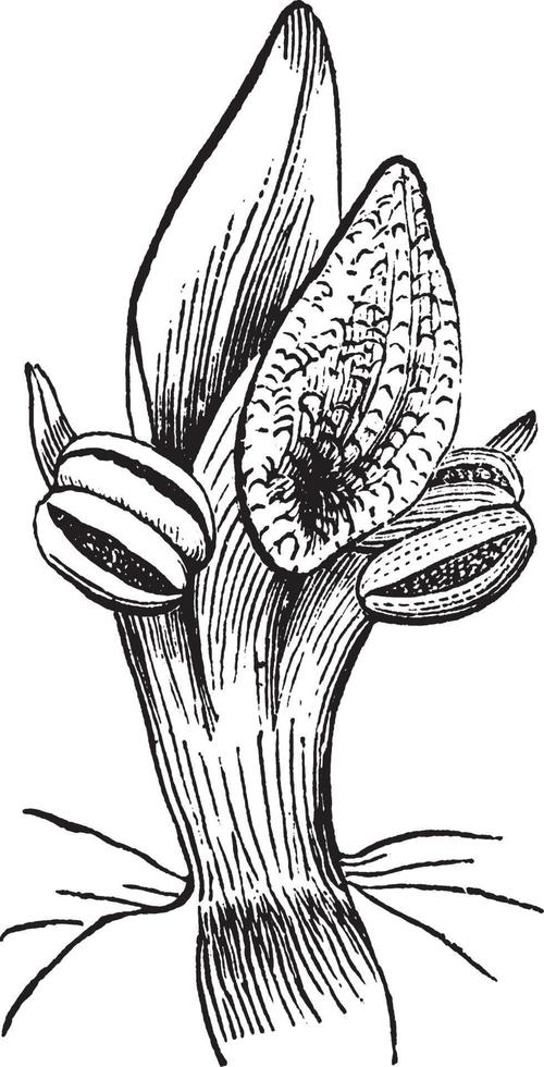 Lady's Slipper vintage illustration. vector