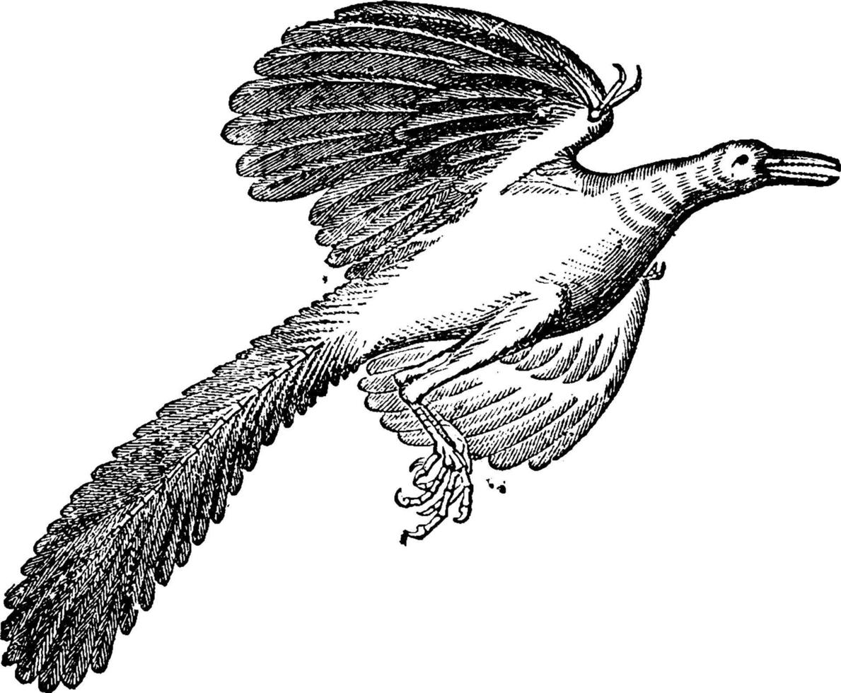 Archaeopteryx Old Wing Urvogel, vintage illustration. vector