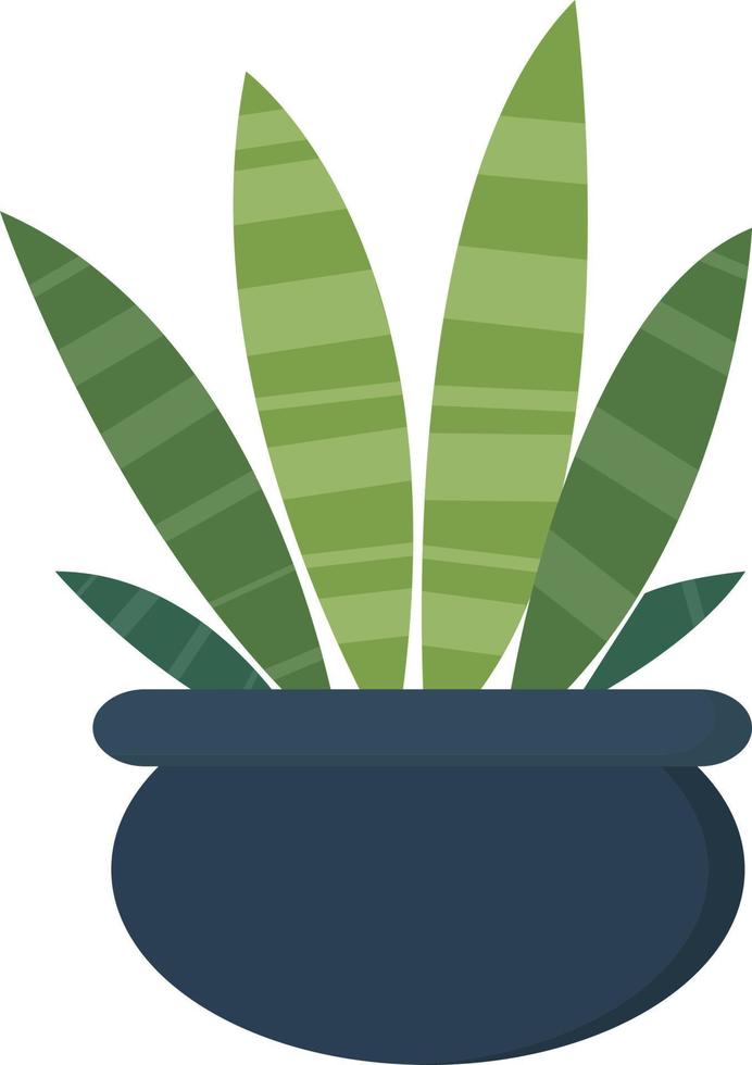 Home plant in pot, illustration, vector on white background.