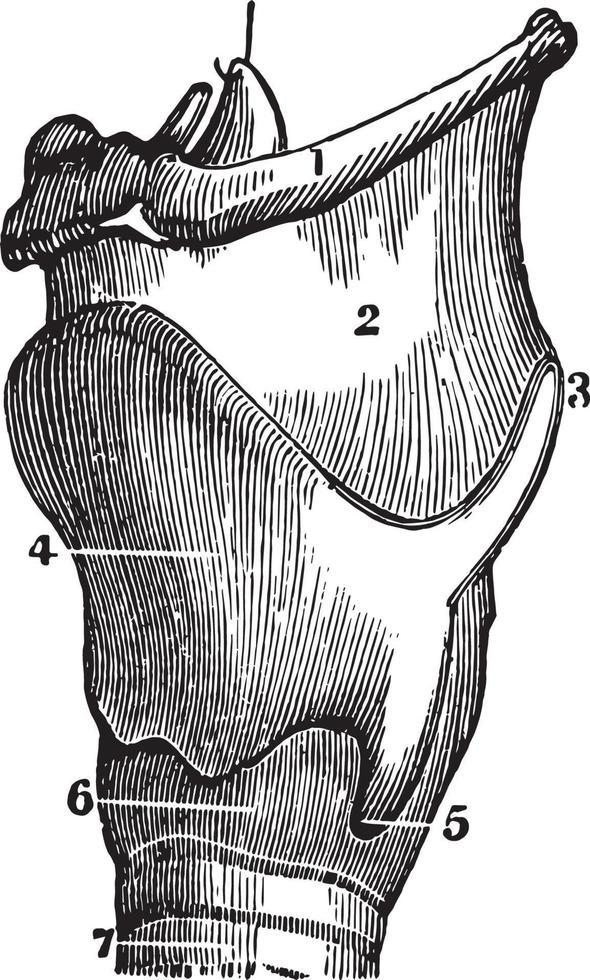 una vista lateral de los cartílagos de la laringe, ilustración antigua vector