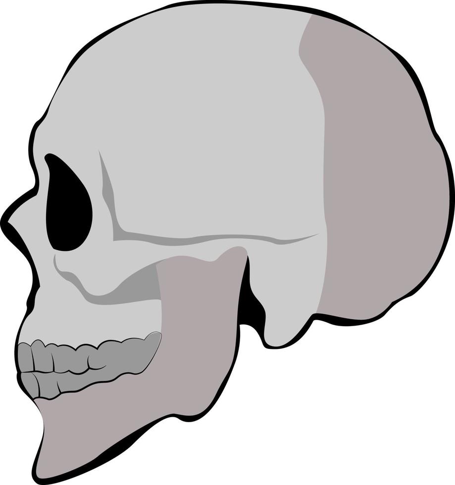 Skull profile, illustration, vector on white background.