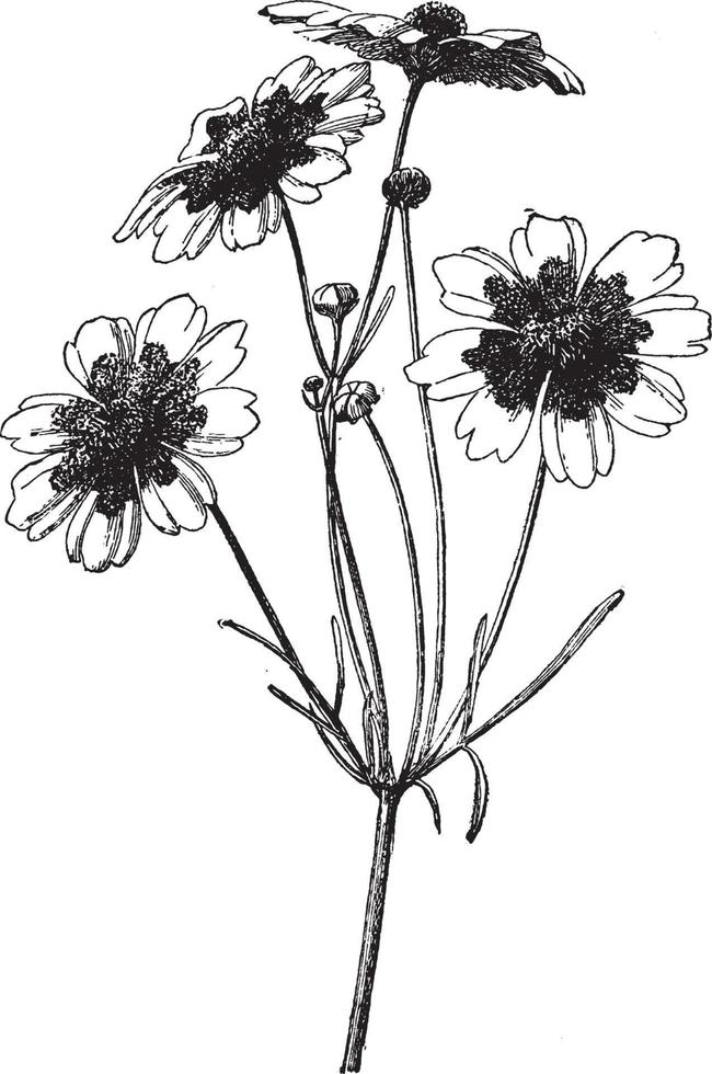 branch, flower, Coreopsis, Tinctoria, Tickseed, grows, one, three, feet, tall vintage illustration. vector