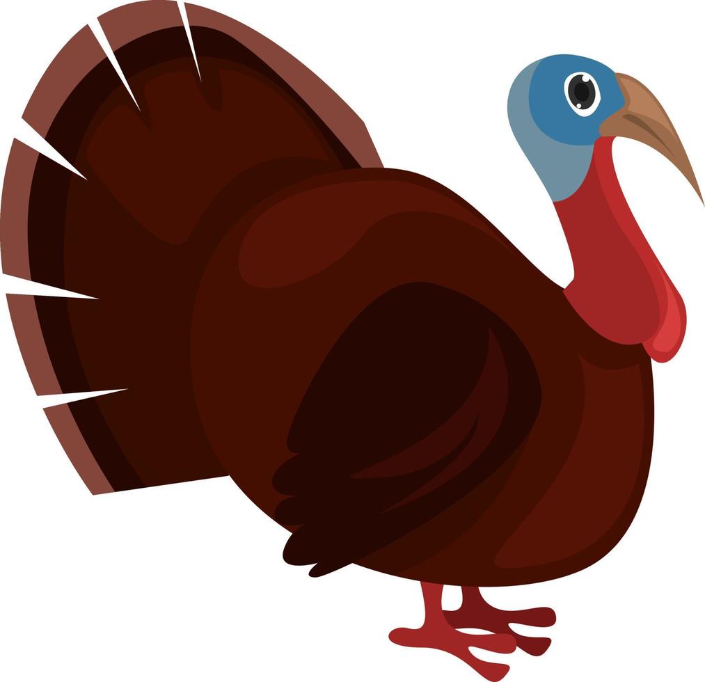 Turkey bird, illustration, vector on white background