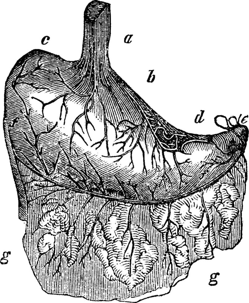 Stomach, vintage illustration. vector