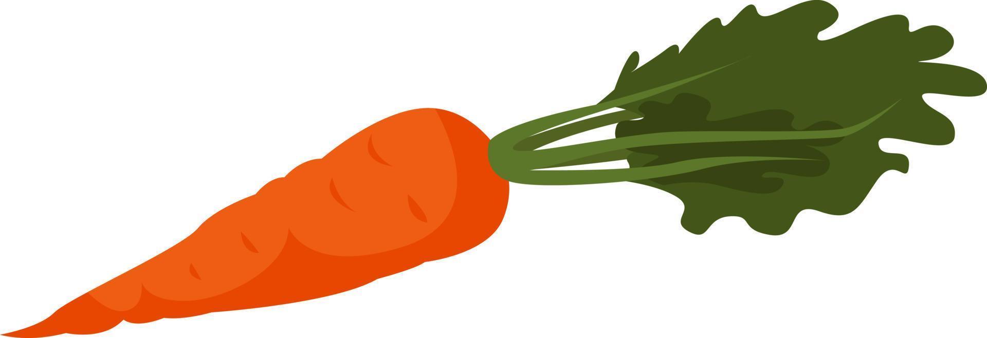 Fresh carrot, illustration, vector on white background