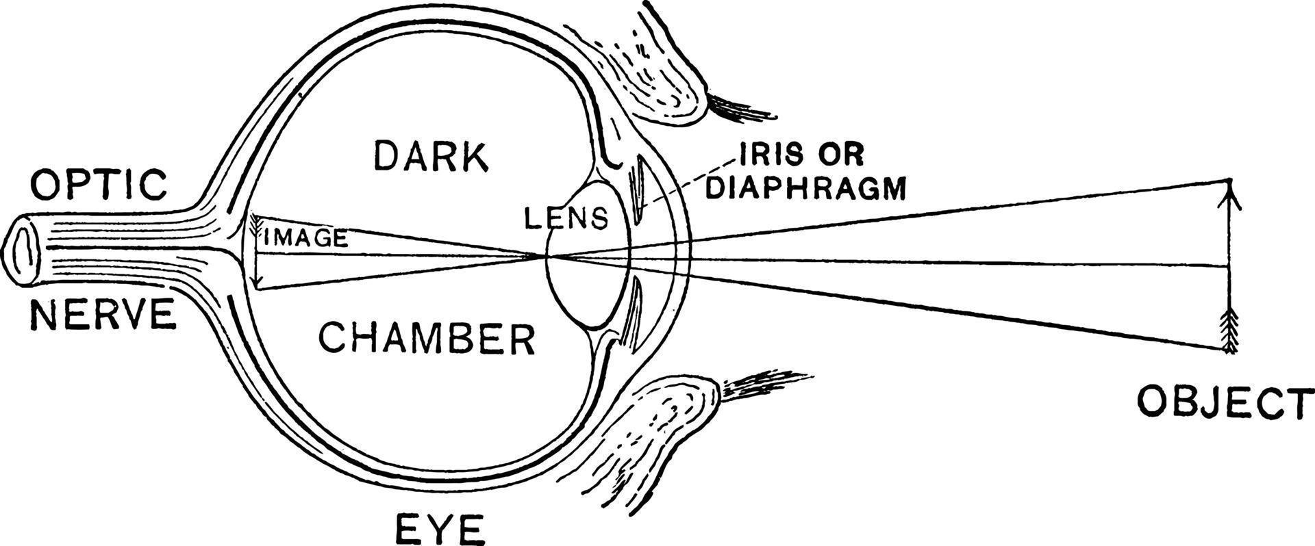 Diagram of the Eye, vintage illustration. vector