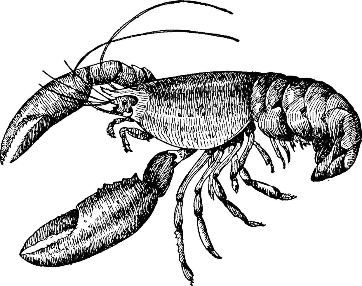 Lobster Nephropidae Homaridae, vintage illustration. vector
