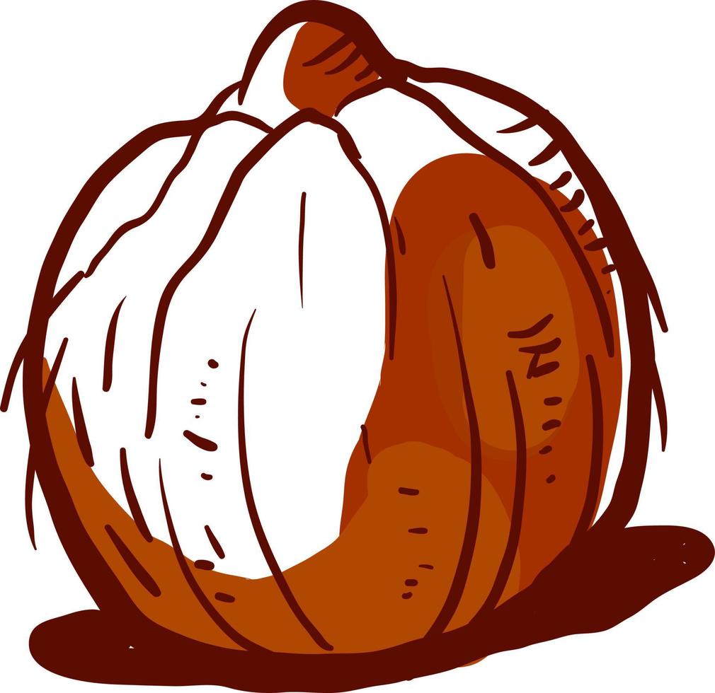 Coconut drawing, illustration, vector on white background. 13773012