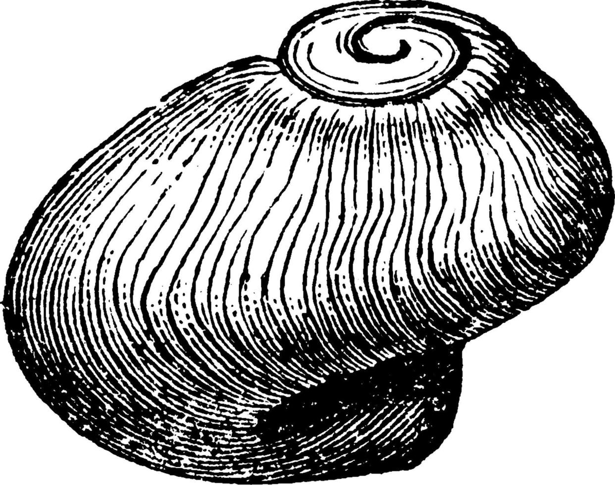 Platyceras Mollusk, vintage illustration vector
