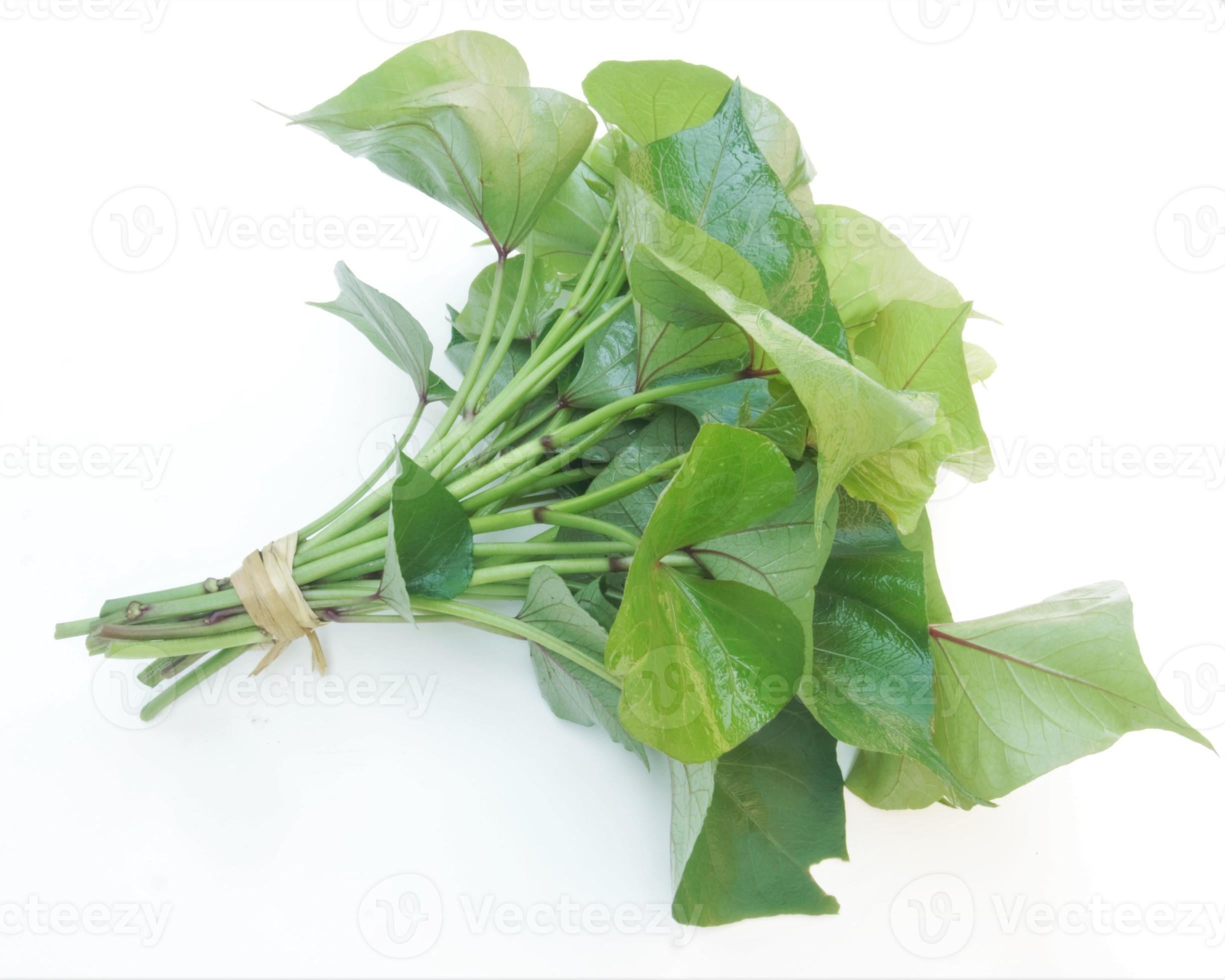 branch of sweet potato leaves Belacan Yam Leaf 13773065 Stock Photo at