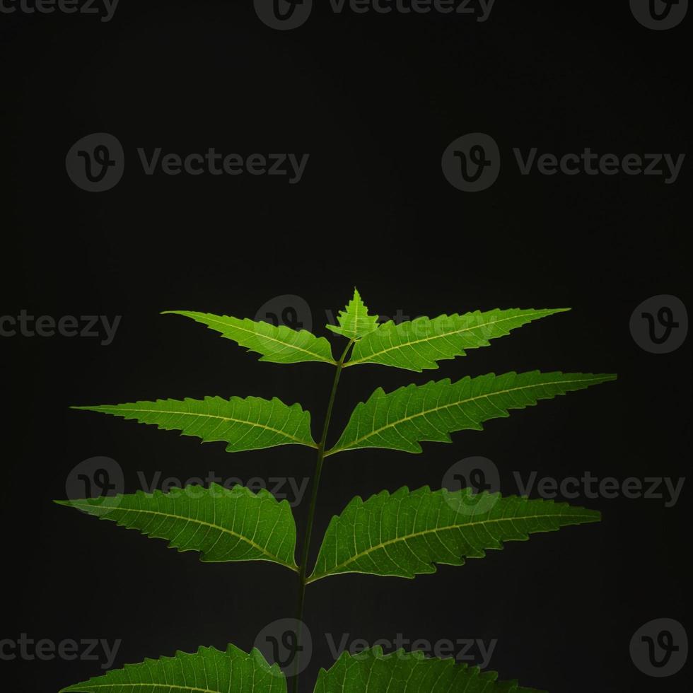 hojas de neem - azadirachta indica foto