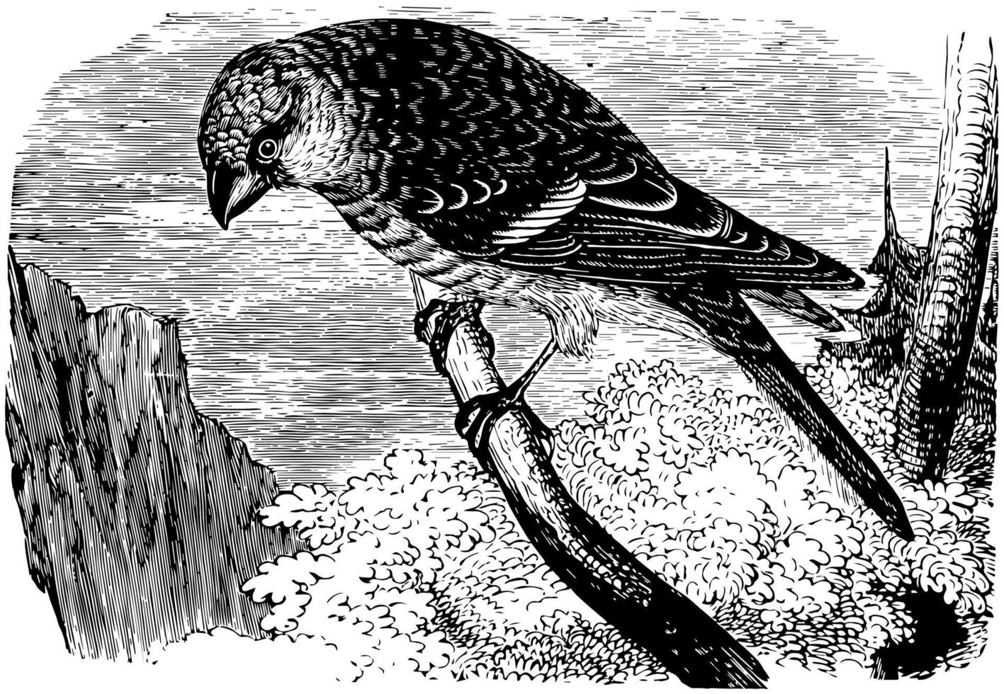 Pine Grosbeak, vintage illustration. vector