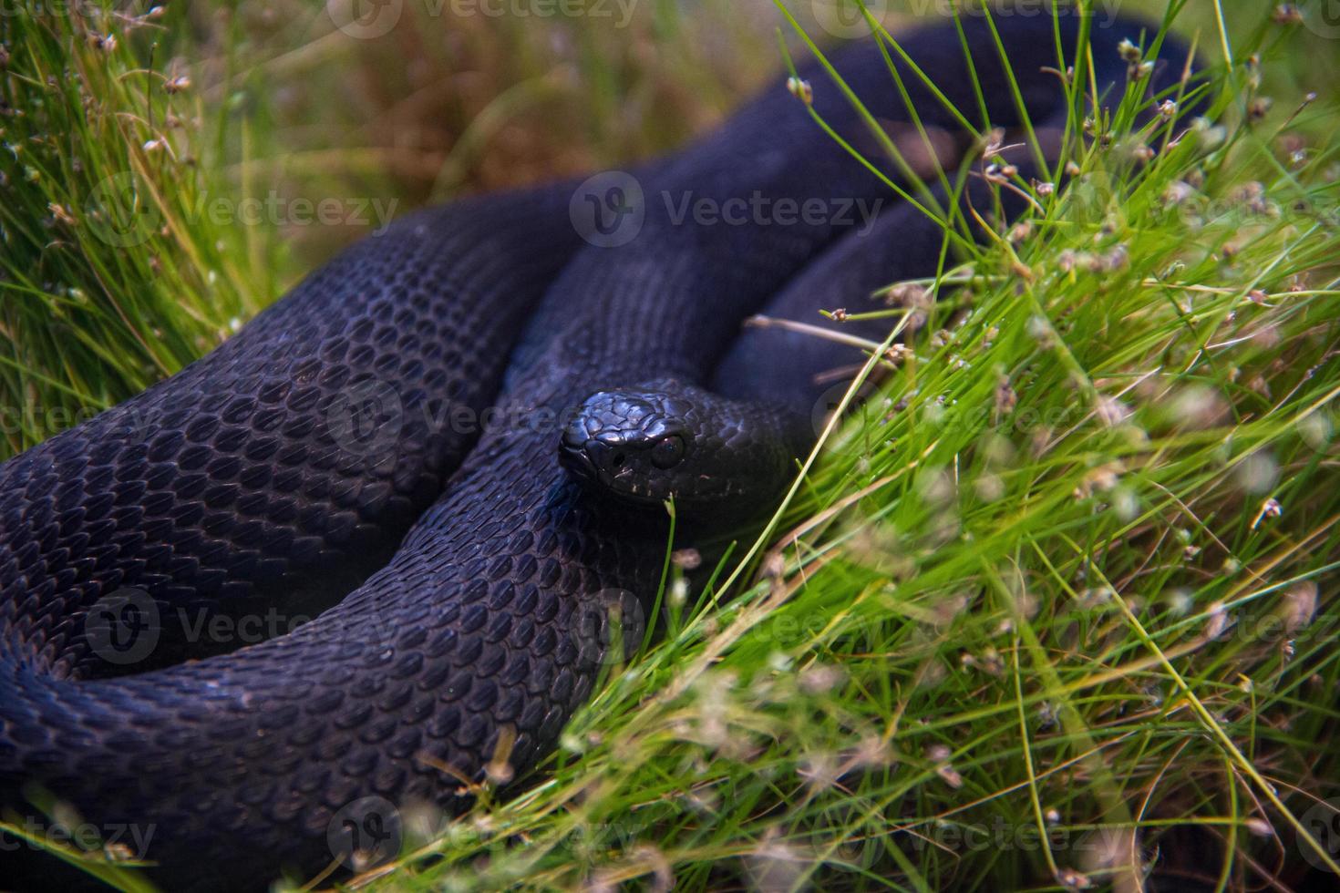 Black Vipera berus lying in the grass photo
