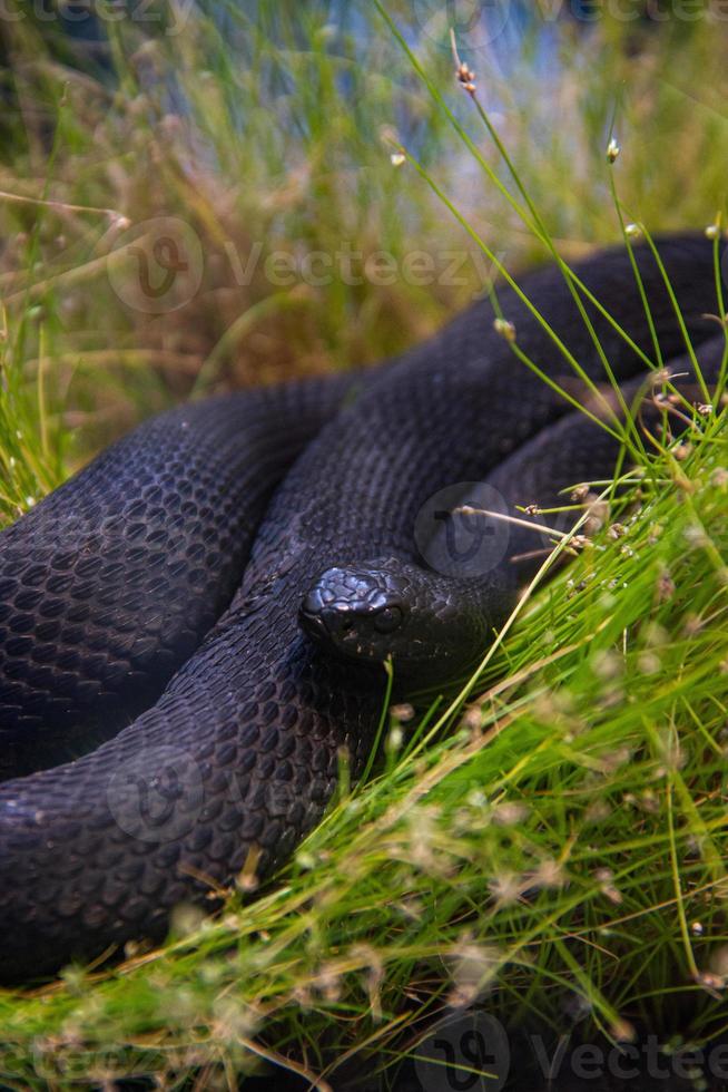 Black Vipera berus lying in the grass photo