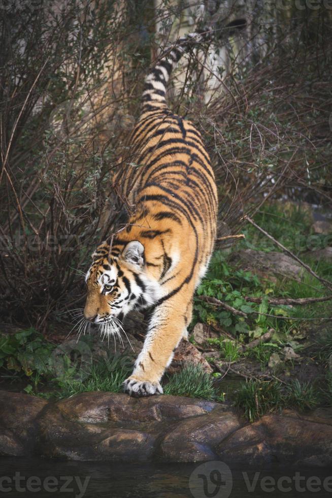 Siberian tiger sneaking through the forest photo