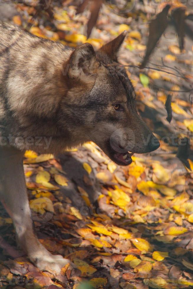 lobo gris - canis lupus - en el bosque mezclándose con el medio ambiente foto