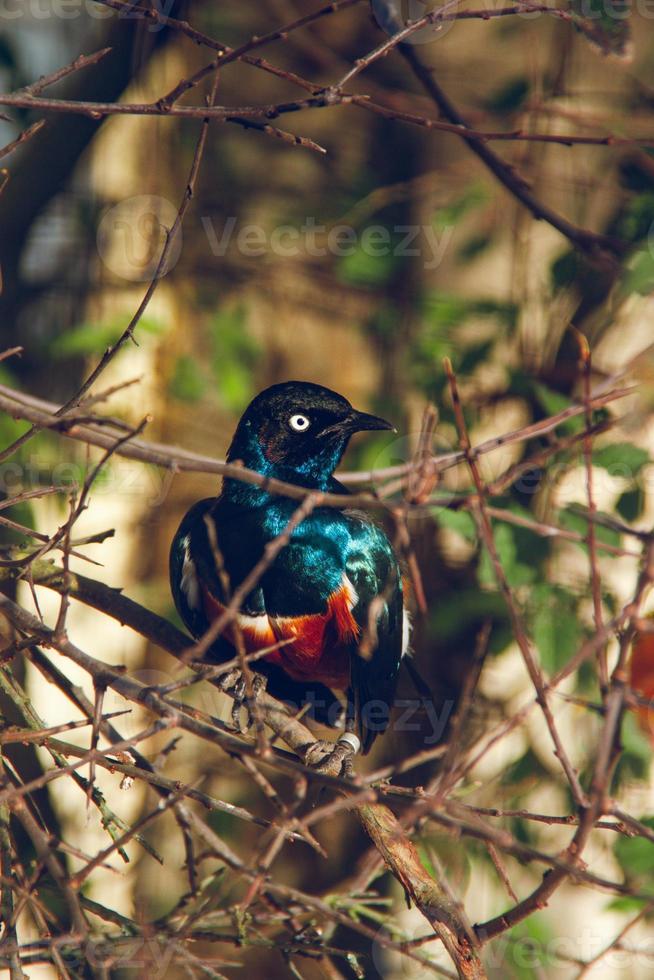 Superb starling among tree branches photo