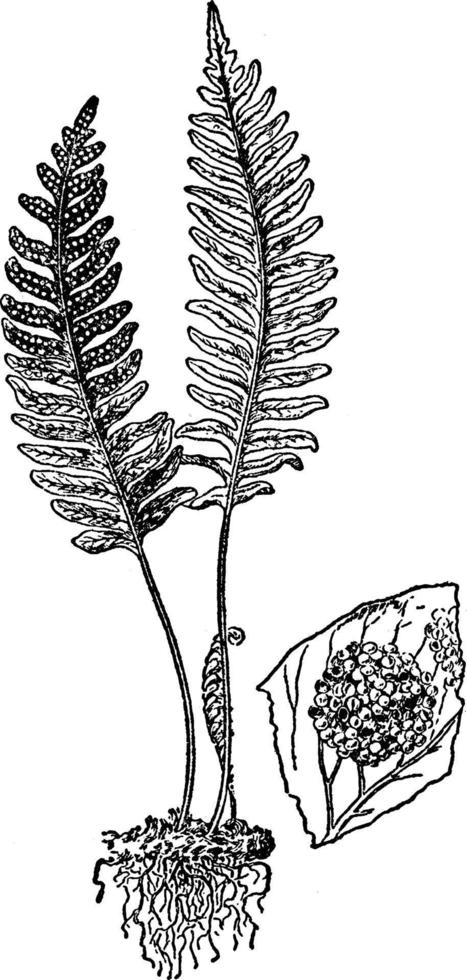 Leaf and Root of Common Polypody vintage illustration. vector