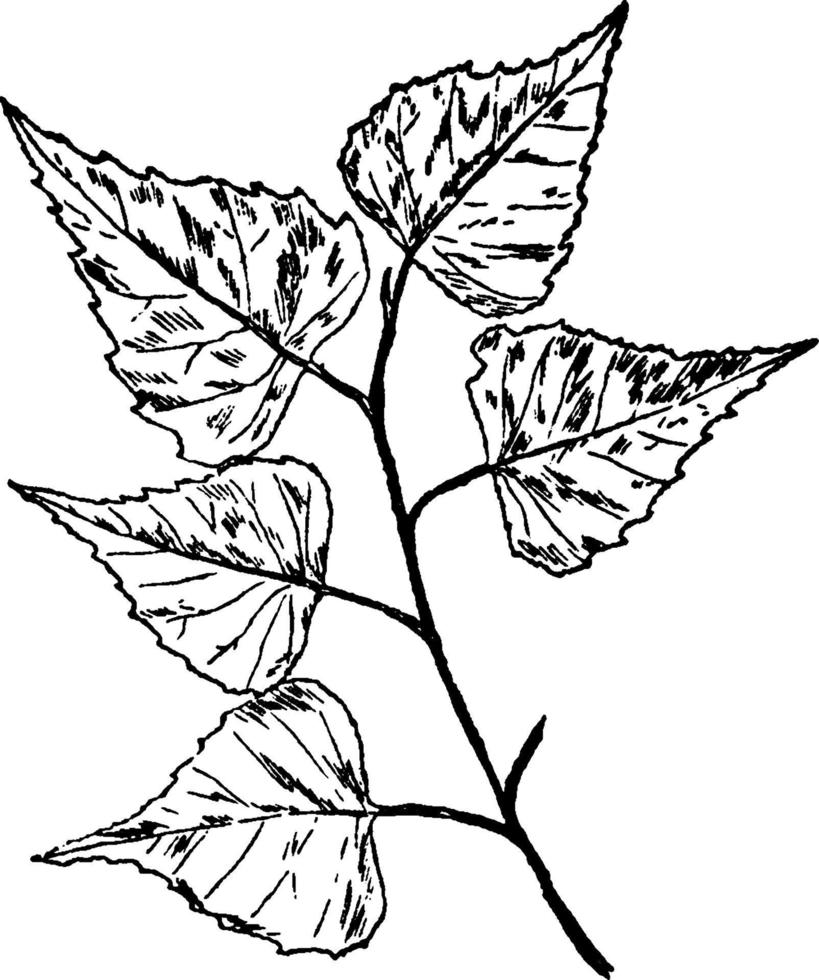 White or Gray Birch Leaf vintage illustration. vector