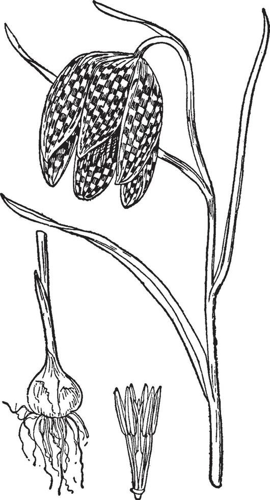 fritillary f. ilustración vintage de meleagris. vector