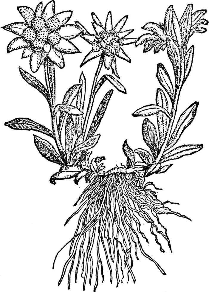 Edelweiss vintage illustration. vector
