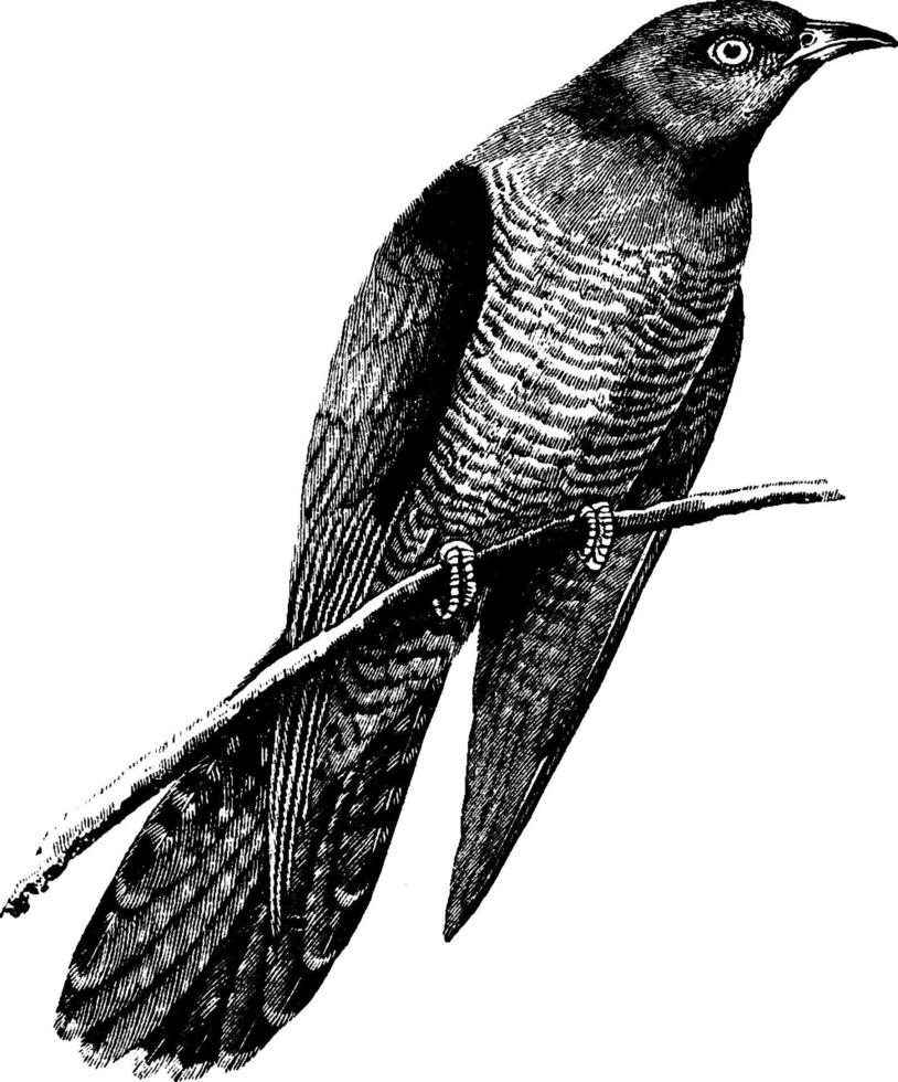 Cuckoo, vintage illustration. vector