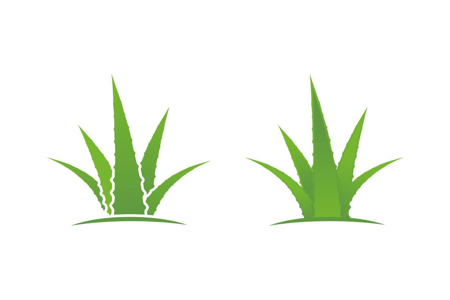 Aloe vera vector illustration design
