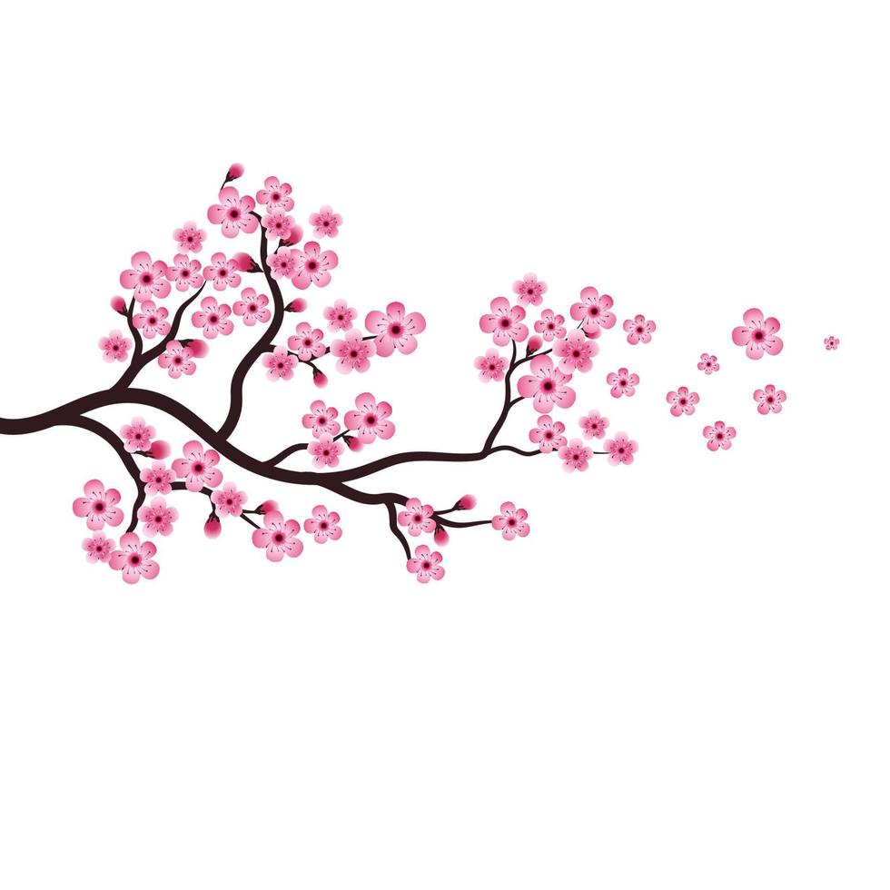 icono de vector de flor de belleza de sakura