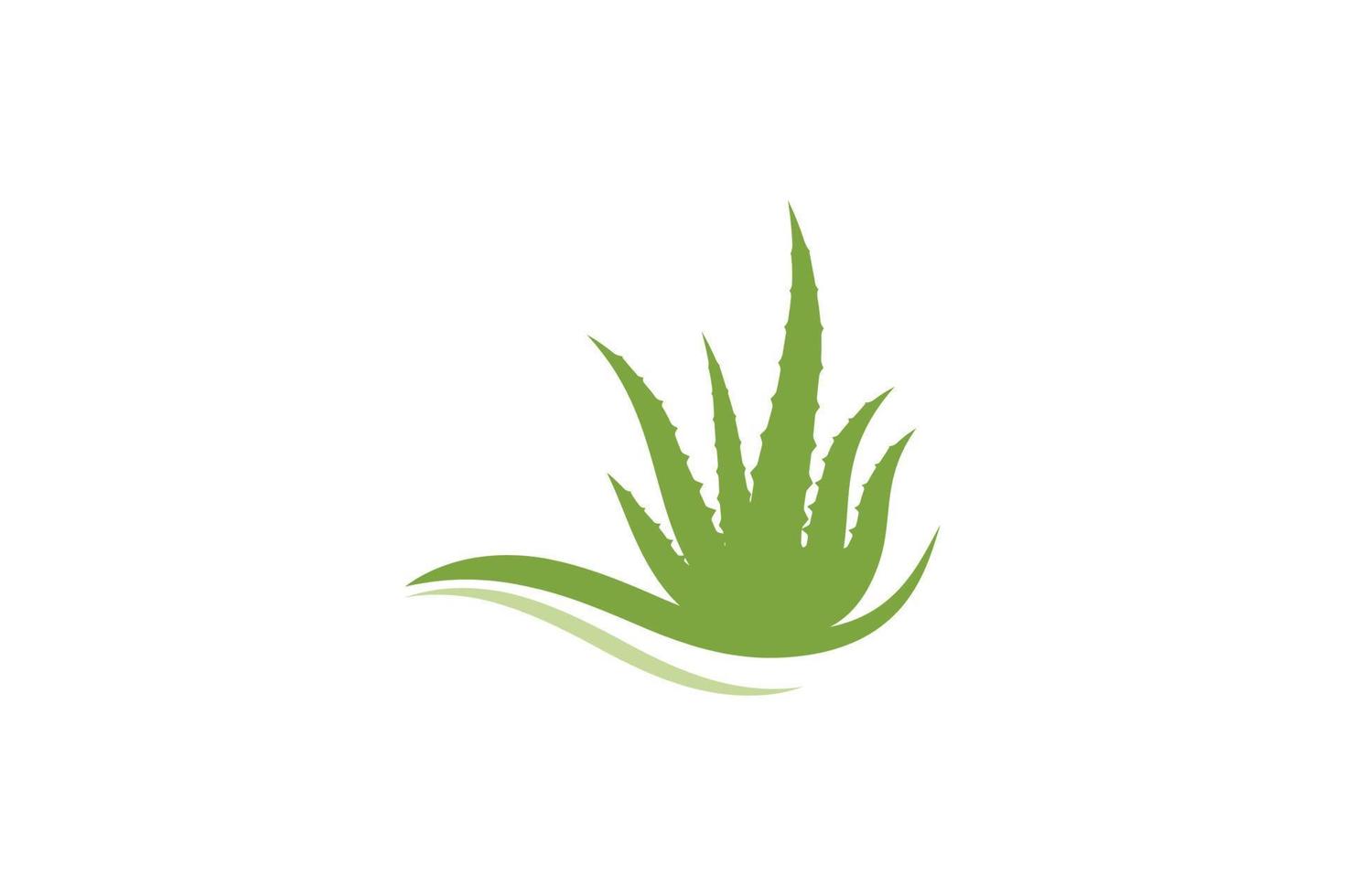 Aloe vera vector illustration design