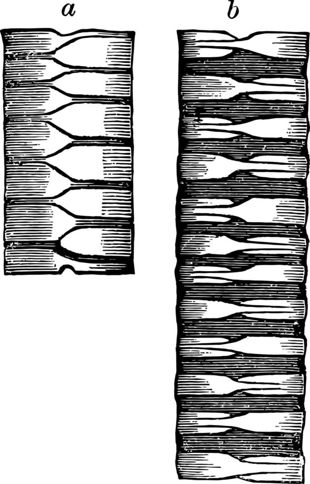 Bird Trachea vintage illustration. vector