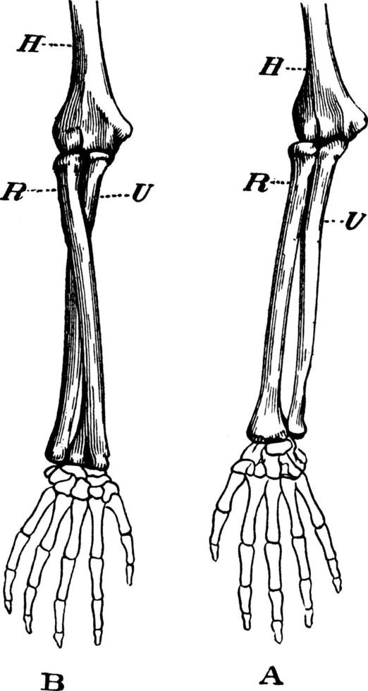 huesos del brazo, ilustración vintage. vector