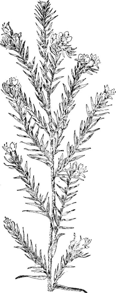 Viper's Bugloss vintage illustration. vector