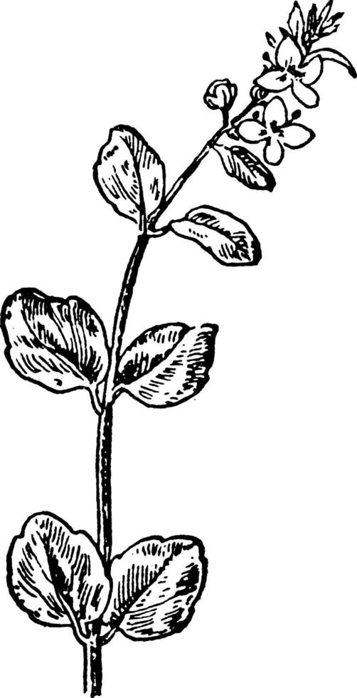 ilustración vintage de speedwell con hojas de tomillo. vector