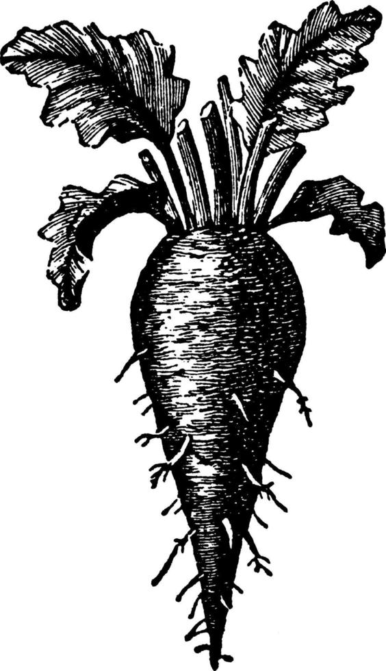 Common Beet vintage illustration. vector