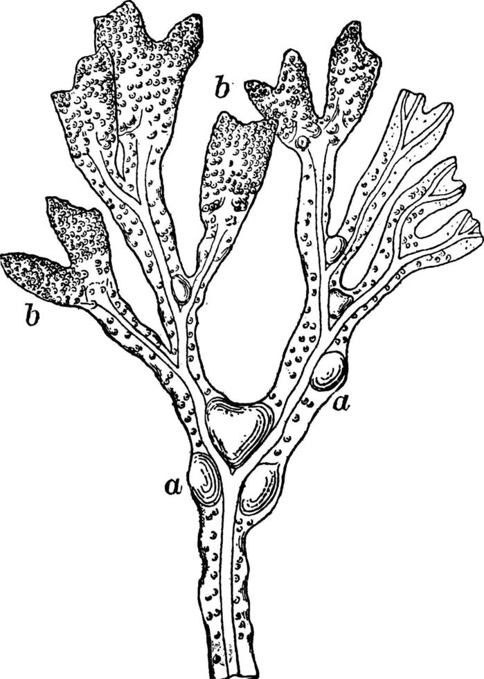 Fructifying Tip of a Frond of Rockweed, vintage illustration. vector