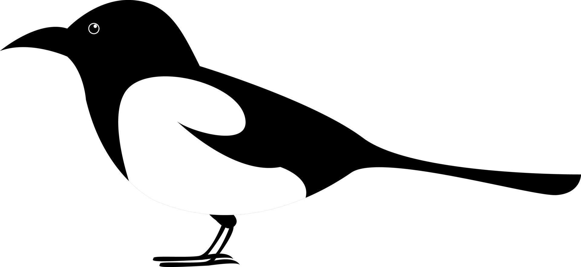 Pájaro Urraca, ilustración, vector sobre fondo blanco.