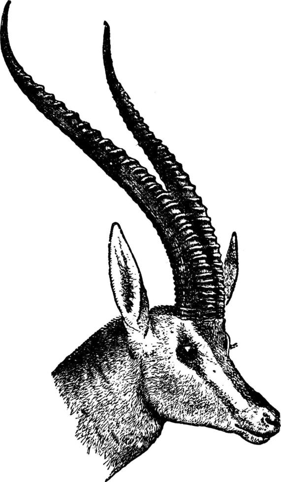 cabeza de antílope, ilustración vintage. vector