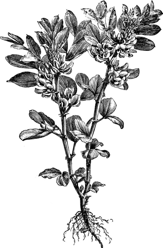 broad, bean, edible, Faba, vulgaris, flower vintage illustration. vector
