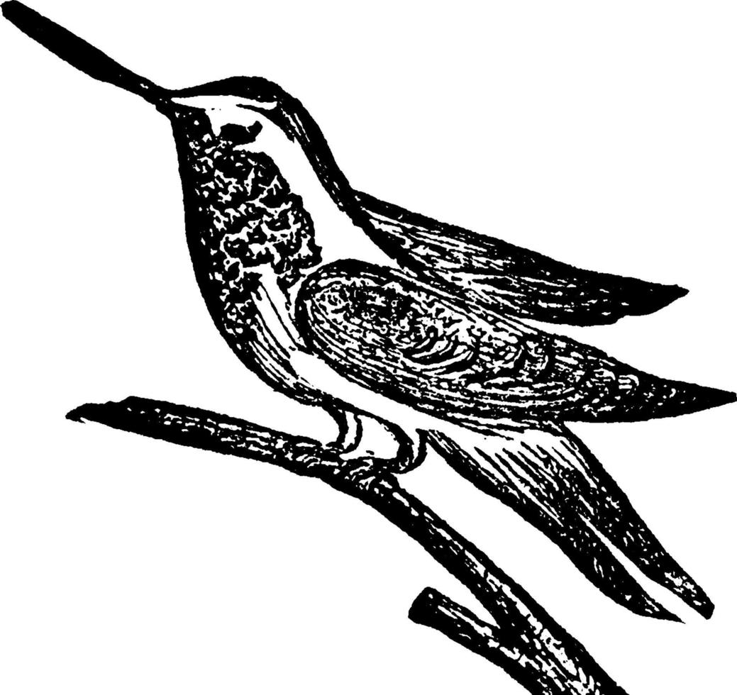 colibrí, ilustración vintage. vector