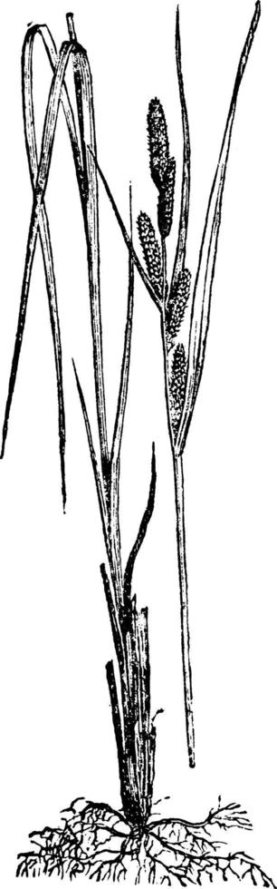 Sedge Plant vintage illustration. vector