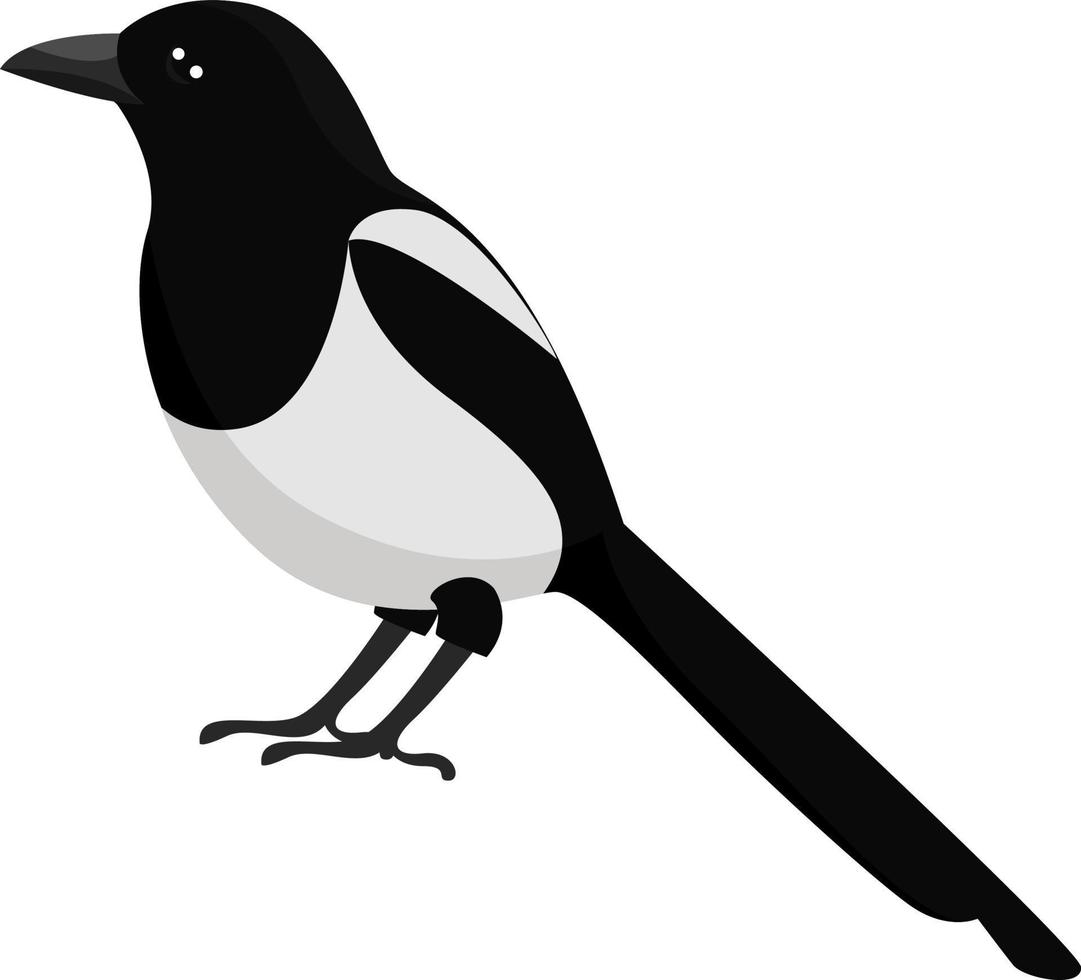 Magpie bird, illustration, vector on white background